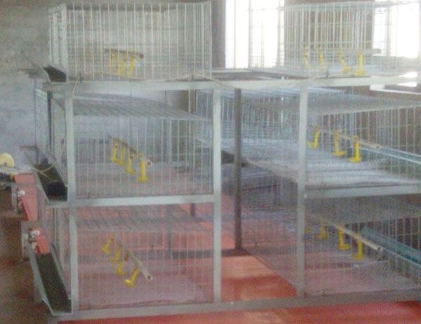 肉食雞專(zhuān)用雞籠